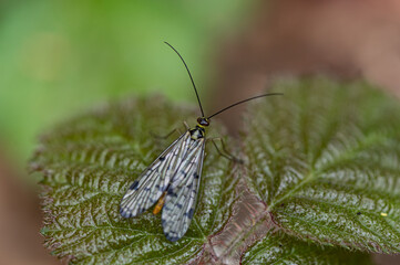 Panorpa germanica - German scorpionfly - Panorpe - Mouche scorpion