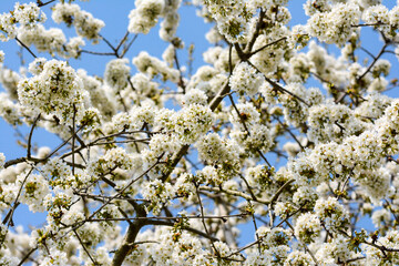 blossoming tree in spring