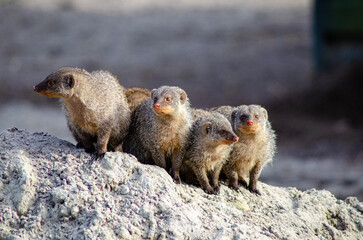 marmot in the mountain