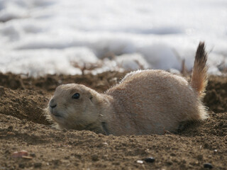 prairie dog on the ground