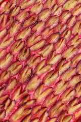 Hintergrund Zwetschgenkuchen.