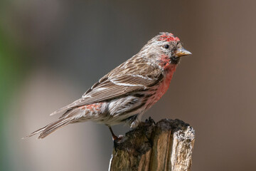 Common redpool - Acanthis flammea - perched with dark background. Photo from Kaamanen in Finland.