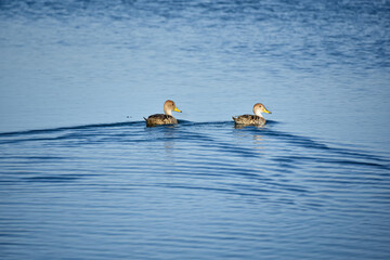 PATOS EN UNA LAGUNA AZUL.