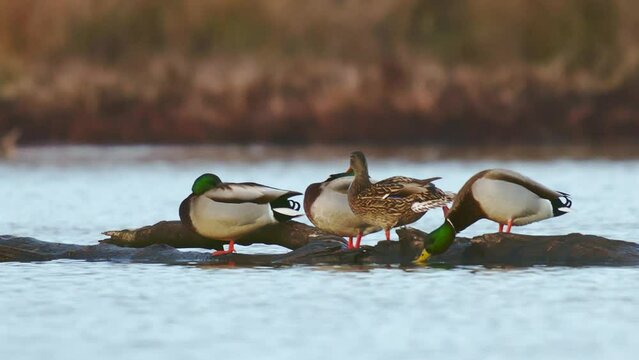 Ducks on the water