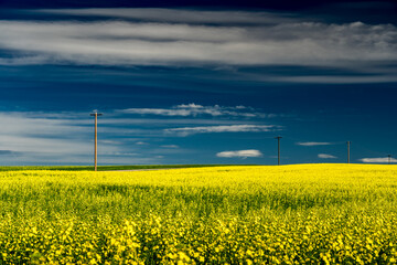 Blooming yellow rapeseed field in Rocky View County Alberta Canada under a deep blue sky with distant telephone poles.