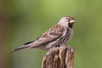 Common redpoll or mealy redpoll - Acanthis flammea - perched with dark green background. Photo from Kaamanen, Lapland in Finland.