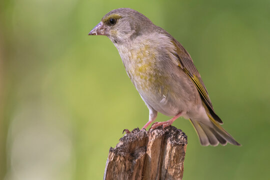 European greenfinch - Chloris chloris - perched with light green background. Photo from Kaamanen, Lapland in Finland.