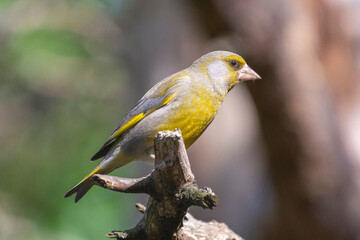 European greenfinch - Chloris chloris - perched with light brown background. Photo from Kaamanen, Lapland in Finland.