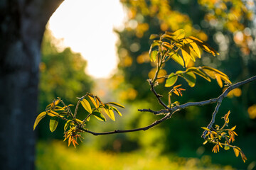 backlit walnut tree leaves (in spring)