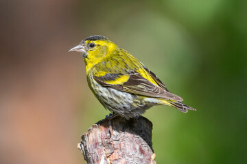 Eurasian siskin - Spinus spinus - perched with colorful background. Photo from Kaamanen, Lapland in Finland