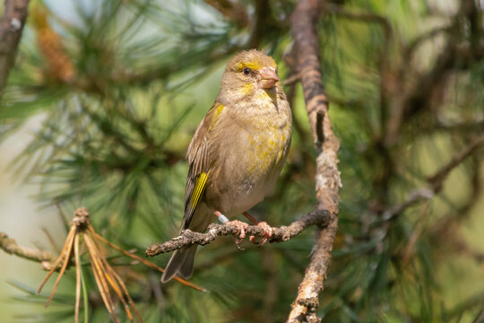 European greenfinch - Chloris chloris - with ring on leg, perched with light green background. Photo from Kaamanen, Lapland in Finland. Ringed bird.
