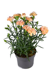 Orange 'Dianthus Caryophyllus' flowers in pot on white background
