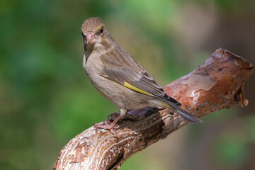 European greenfinch - Chloris chloris - perched with light green background. Photo from Kaamanen, Lapland in Finland.
