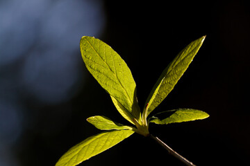 Stem with green leaves