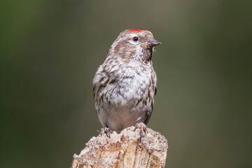 Common redpoll or mealy redpoll - Acanthis flammea - perched with dark background. Photo from Kaamanen, Lapland in Finland.