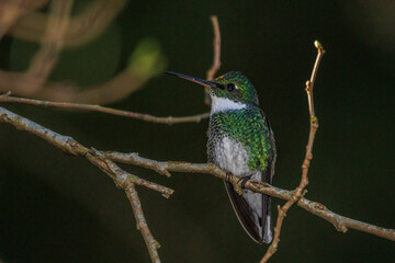 A small hummingbird perched on a tree branch