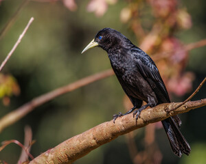 A black bird perched on a tree branch