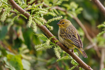 A small yellow finch perched on a tree branch