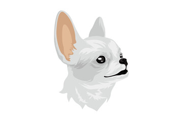 Adorable chihuahua breed dog