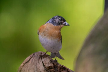 Colorful brambling - Fringilla montifringilla - perched with green background. Photo from Kaamanen, Lapland in Finland.