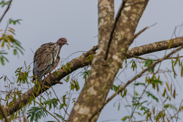 A pigeon perched on a tree branch