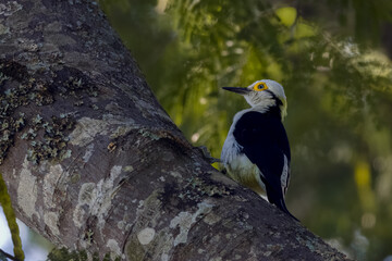 A young white woodpecker perched on a tree trunk