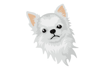 Adorable chihuahua breed dog