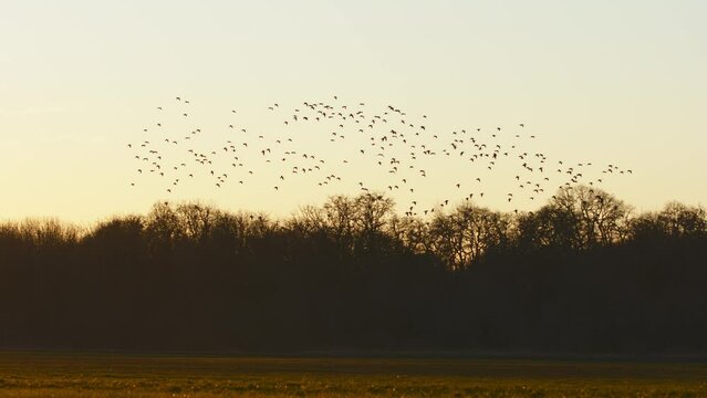 Flock of Geese flying in a field at sunset
