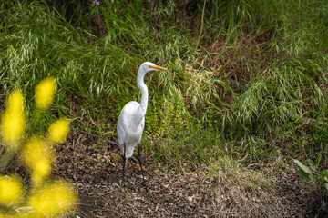 Great Egret (Ardea alba) stands in the grass.
