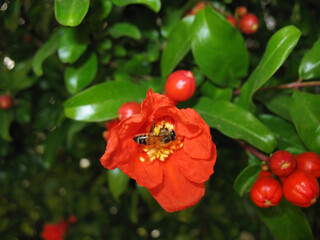 Bee on Pomegranate Flower