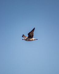 Gaviota volando