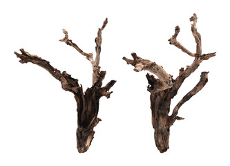 Dired branchs isolated on white background with clipping path.
