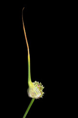 Single onion flower head on black background.
