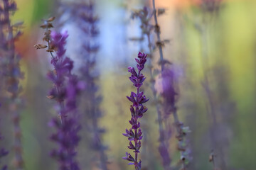 Lavender plant with selective focus.