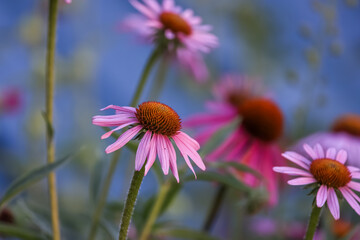 Cone flowers against blue background, selective focus.