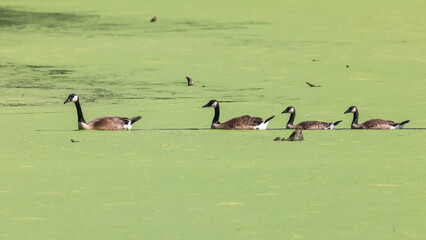 Four ducks in a row in green mossy lake.