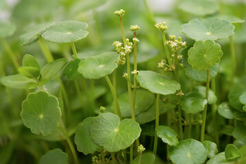 Water pennywort branch green leaves on nature background.