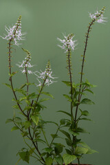 Orthosiphon aristatus flowers on green background.