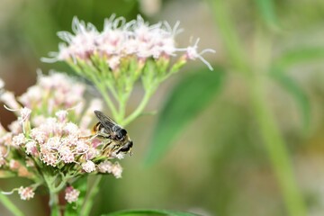Pobzyga paśnica (Merodon constans) – samica. Rzadka muchówka imitująca trzmiela z rodzaju bzygów (Syrphidae) na kwiatach sadźca konopiastego (Eupatorium cannabinum) 