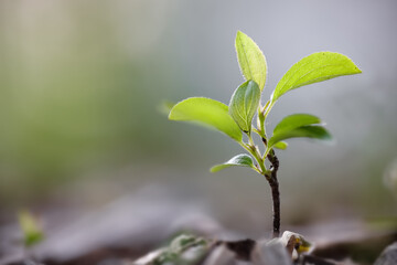 Freshly grown young plant in the garden