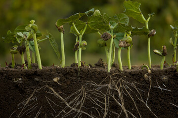 Fresh green bean plants with roots