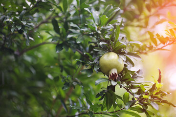 pomegranate on tree
