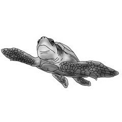 sea ​​turtle illustration in pencil shading style