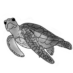 sea ​​turtle illustration in pencil shading style