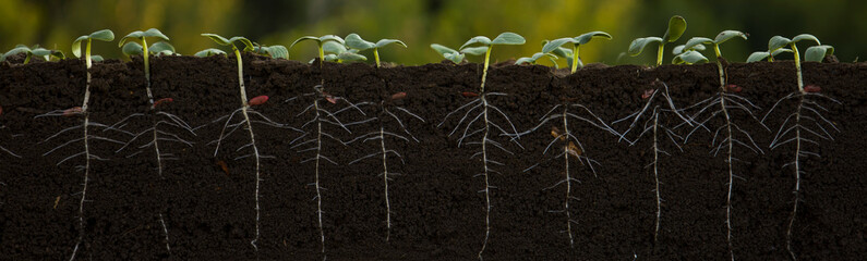 Young cucumber plants with roots.