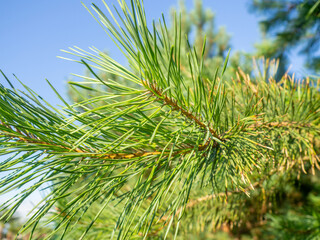 Naklejka premium Pine branch with needles close-up. Foliage of a coniferous tree. Natural pattern.
