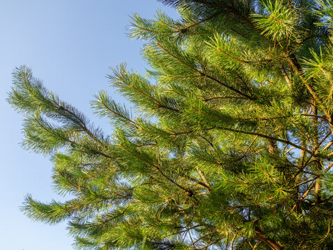 Pine branch with needles close-up. Foliage of a coniferous tree. Natural pattern.