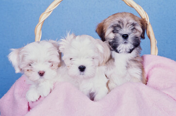 Three Lhasa apso puppies in a basket
