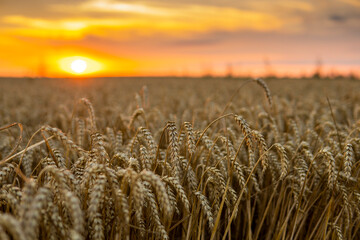 Golden wheat field at sunset. Harvest scenery in the countryside. Agriculture.