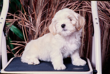 A Lhasa apso puppy on a step ladder